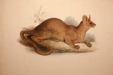 Cryptoprocta ferox, 1833